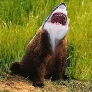 bear shark.jpg